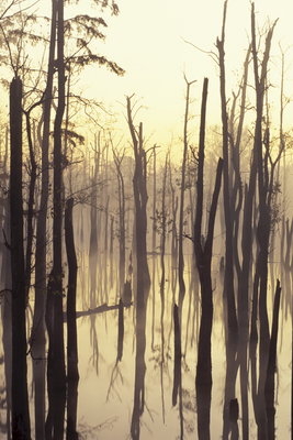 Secrets of My Best Selling Photographs - Cypress Swamp